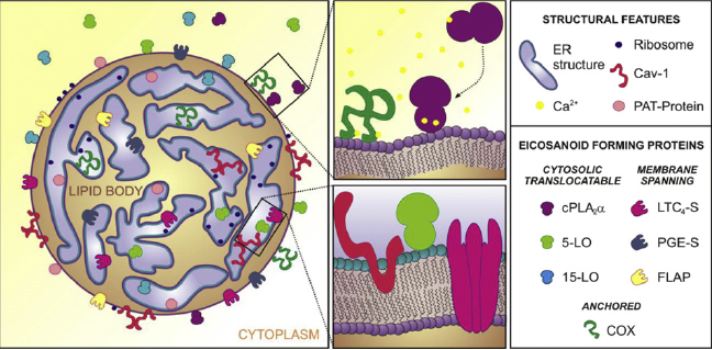 lipid body compartmentalization